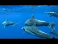 The Colors of the Ocean (4K ULTRA HD) 🐬 The Best 4K Sea Animals for Relaxation & Relaxing Sleep #34