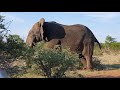 Big Tusker Elephant Shows Off His HUGE Size To Sarafi-Goers In South Africa