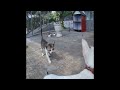 😘🐱 So Funny! Funniest Cats and Dogs 2024 😍😘 Funny Animal Videos 2024 # 20