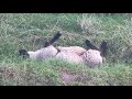 2019 09 Sherri Saves The Sheep