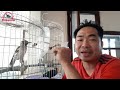 Tiếng Kêu Của Chim Cưỡng & Những Điều Bạn Chưa Biết II the cry of a bird@KhiNguyen Vlog