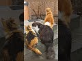 КОТ СЁМКА СО СВОИМ ГАРЕМОМ  CAT SEMKA WITH HIS HAREM