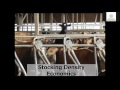 Cashing in on Cow Comfort - Rick Grant, Miner Institute