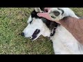 Husky gets jealous