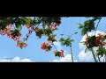 Cinematic 4k Walk || Dr. BAMU University Aurangabad Maharashtra #nature #4k #bamuuniversirtynews