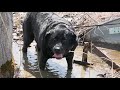 A Black Labrador Enjoys A Dog Park