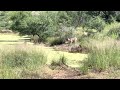 Javelina and Arizona Coues Whitetail Deer Drinking at a Spring