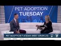 Pet Adoption Tuesday: Meet Sparkles!