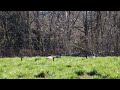 Geese In The Field At Bowers Rock