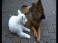 Arctic Wolf Puppy fighting with German Shepherd Dog