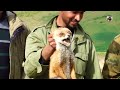 صيد الثعالب بكلاب السلوقي بالمغرب - La Chasse du Renard aux Chiens Courants / Fox Hunting