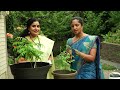 How to replant a curry leaf plant, fertilizers, pruning and caring instructions