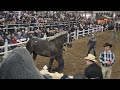 $180k  RECORD PRICE FOR DRAFT HORSE AT PUBLIC AUCTION. J.W. Blasting Boomer