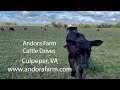 Andora Farm Cattle Drives