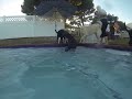 Labrador  Retriever Pool Party