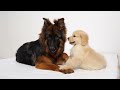 Golden Retriever Puppy Madly Obsessed With German Shepherd At First Meeting