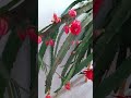 Шикарное цветение Эпифиллума.