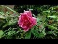 Nature View With Relaxing Sound | Glipms From My Camera Nature #nature