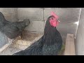 مواصفات دجاج الأسترالوب الأسود🐓 الملكي أو مواصفاته. #أسترالوب ##نيوجيرسي #كتاكيت #دجاج #chicken #بيض