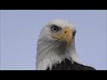 Surprising Secrets of Majestic Eagles #naturelovers #animals #animalfacts