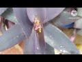 purple heart plant/low maintenance plant/indoor and outdoor plant/hanging plant