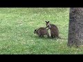 Kangaroo scratches buddy’s back