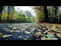 The Sound of Rain dropping on the Leaves