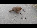 Blackbird eating blackberries