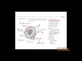 First Aid for the USMLE Step 1, IMMUNOLOGY + 20 = Structure and function of the spleen