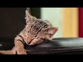 ♫3 Hours Relaxing Harp Music For Cats♬Lullaby For Cats And Kittens