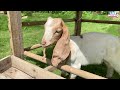 Monkey Lily obediently helps Dad take care of goat  Bebe  and the ducklings