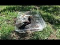 Mother bird feeding chick while bathing with other birds 🦅 🐦🐣