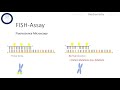 FISH - Fluorescent In Situ Hybridization