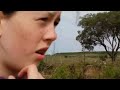 Lion ambush at wildebeest crossing