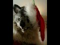 Edwolf sings yet another Christmas medley
