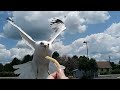 Seagull friend (Volume warning maybe)