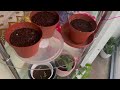 ঠান্ডার থেকে নাগা মরিচ গাছ কি করে বাঁচাবেন । How To Grow Chilli Plants At Home