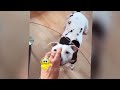 FUNNIEST Cats and Dogs | Best Bloopers 😽