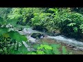 Sounds in a natural forest, flowing river water with the sound of tropical forest insects