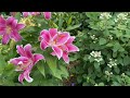Weekly Garden Tour / Lilies in Pots, Potager Garden, Stone Deck Extension, Interplanting Mistakes