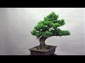 Japanese White Pine Bonsai