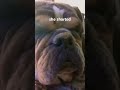 fart #dog #cute #funny #doggo #popular #cutepuppy #lol #funnyvideos2024