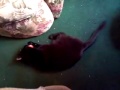 2012-05-16 My Cat Plays Fetch2