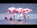 Flamingo rhapsody