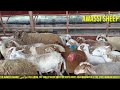 Awassi sheep farm in village | Awassi Sheep Milk