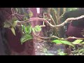 Zoo Miami Full Tour 2024 - Part 2