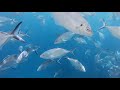 Shark Cage Dive Feb 28 2019 Port Lincoln South Australia