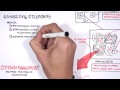 Haematology - Red Blood Cells