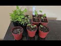 How to separate seedlings