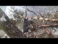 Staffordshire Bullterrier Hündin mit ihren Baumstämmen am Zugersee in Immensee